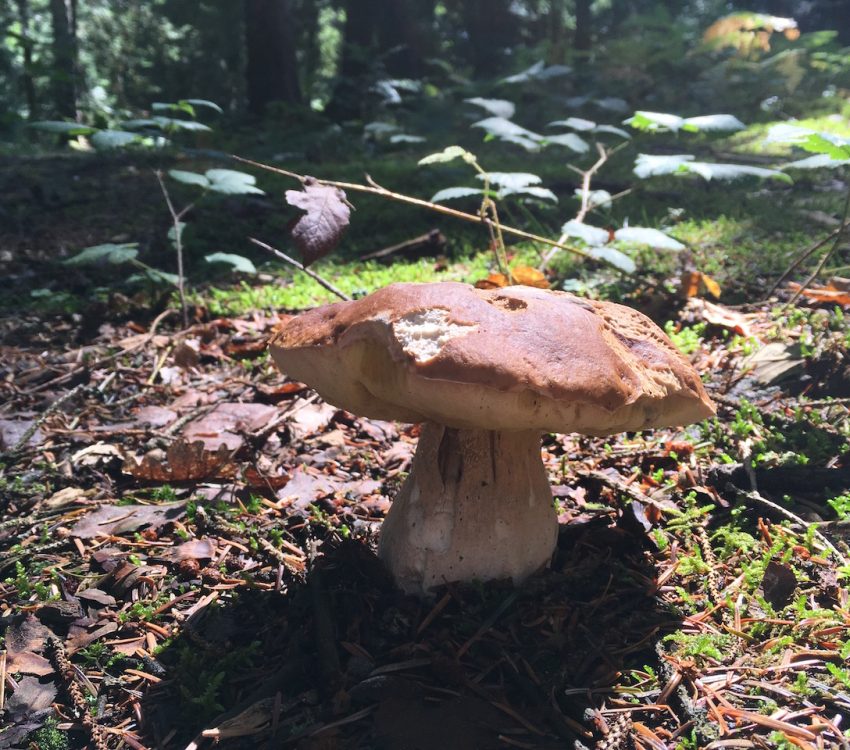 Cepes