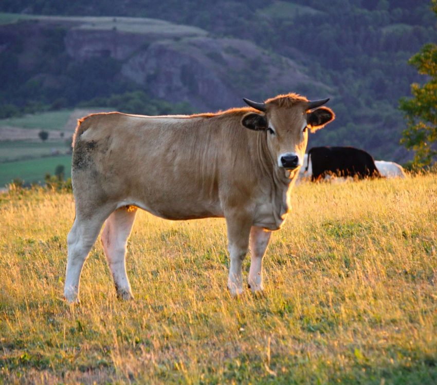 Country atmosphere in the area