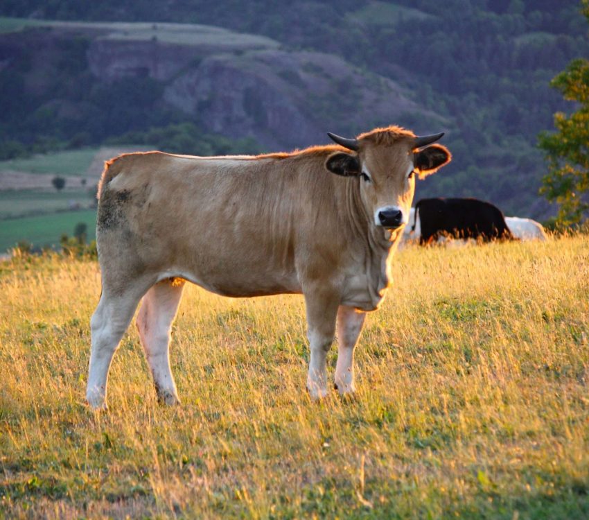 Country atmosphere in the area