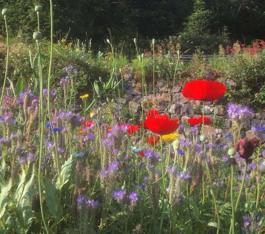 Our flower garden