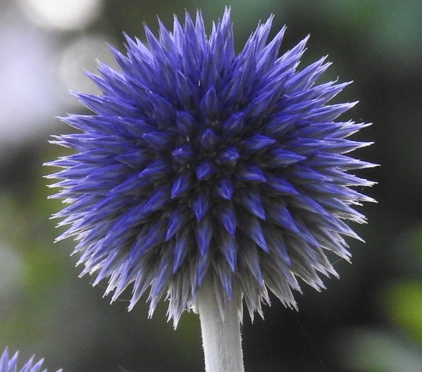distel