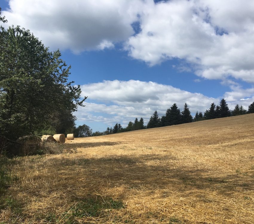hooi gras