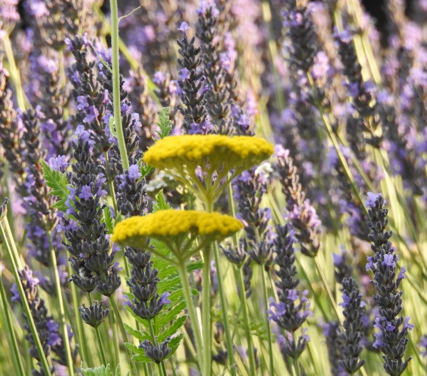 impressie tuin 2018